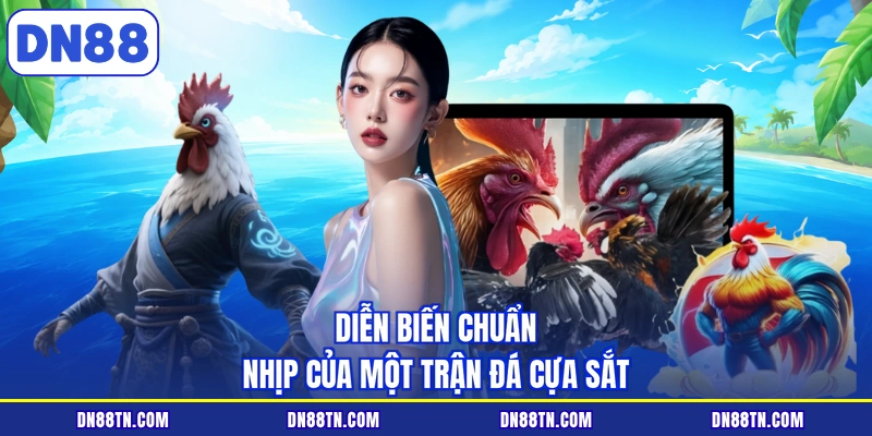 Diễn biến chuẩn nhịp của một trận đá cựa sắt