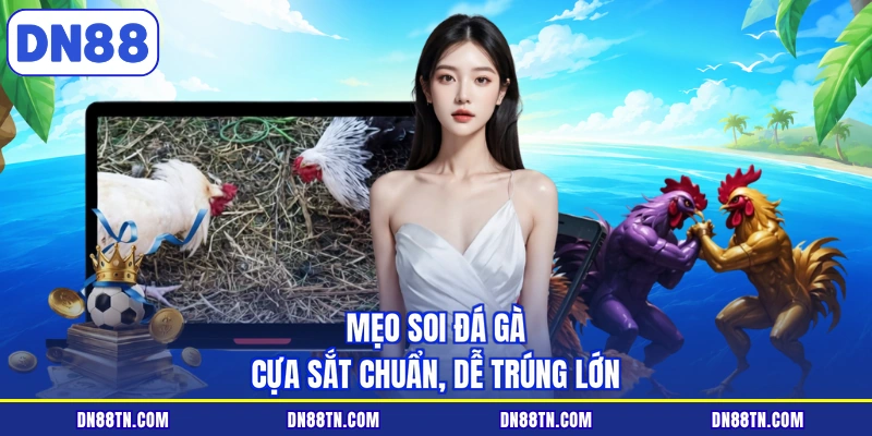 Mẹo soi đá gà cựa sắt chuẩn, dễ trúng lớn
